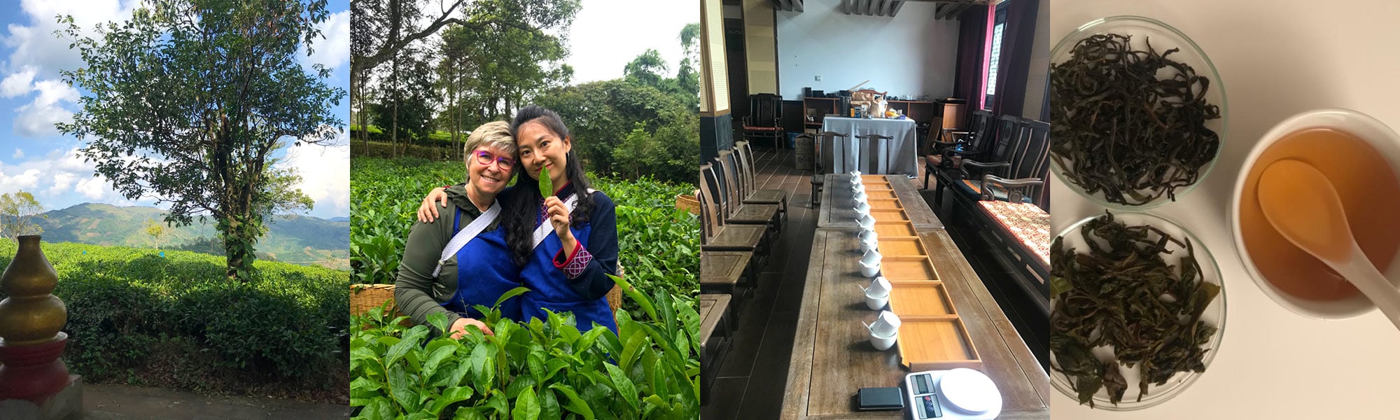 The Tea Enterprise - About us